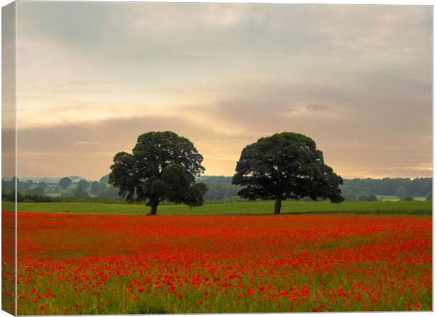 The Poppy Field Canvas Print by John Ellis