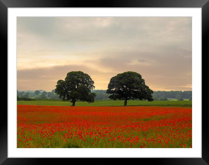 The Poppy Field Framed Mounted Print by John Ellis