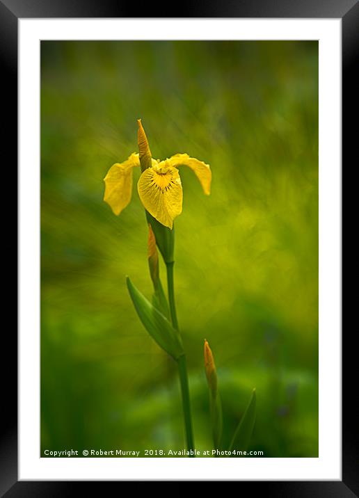 Yellow Flag Iris Framed Mounted Print by Robert Murray