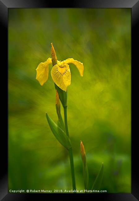 Yellow Flag Iris Framed Print by Robert Murray