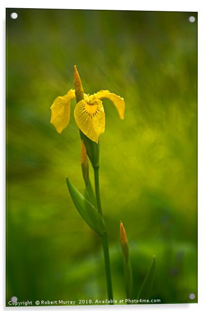 Yellow Flag Iris Acrylic by Robert Murray