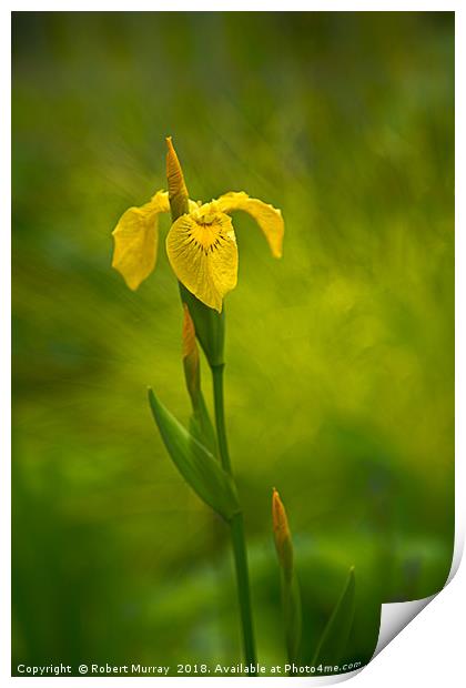 Yellow Flag Iris Print by Robert Murray