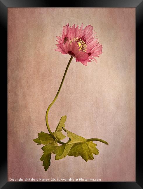 Frilly Poppy Framed Print by Robert Murray