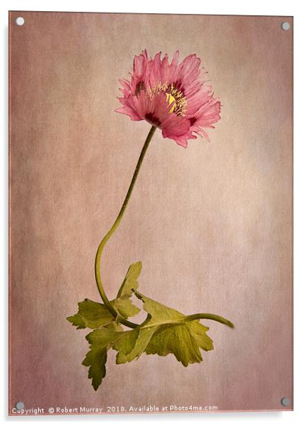 Frilly Poppy Acrylic by Robert Murray