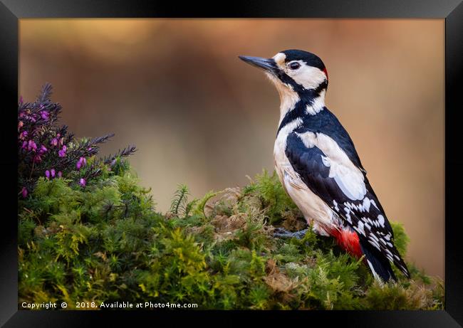 Great Spotted Woodpecker Framed Print by Angela H