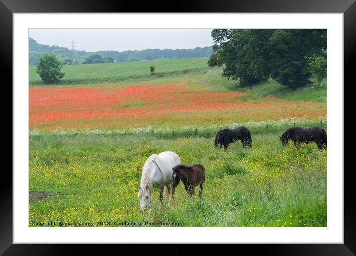 Mother and Foal  Framed Mounted Print by mark james