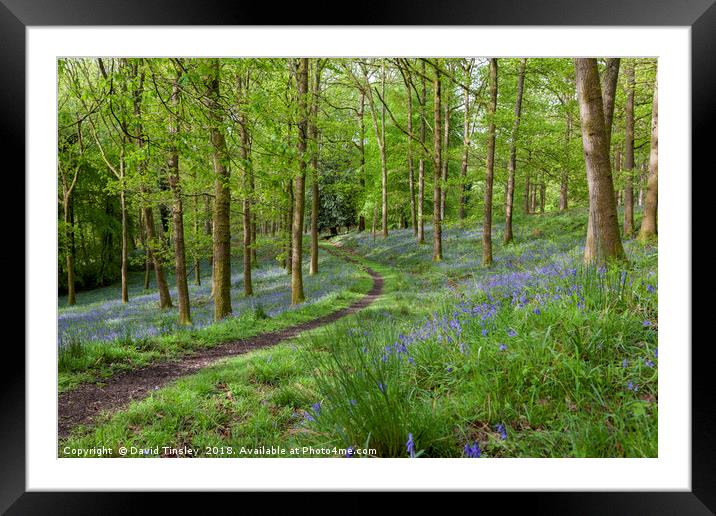 Along the Winding Path Framed Mounted Print by David Tinsley