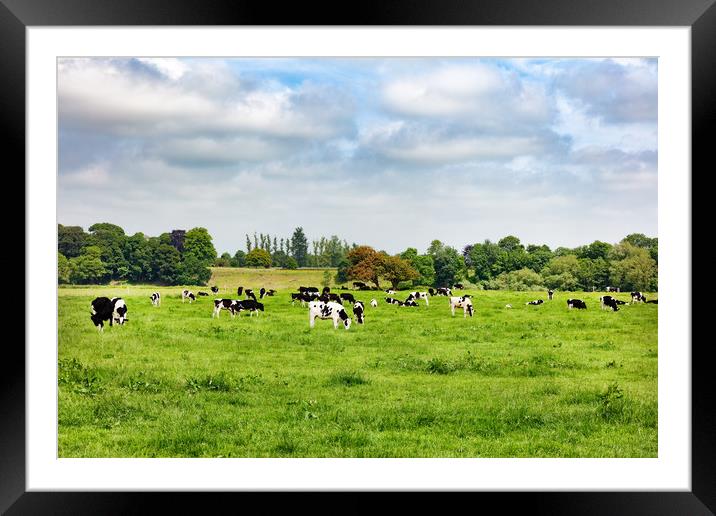 Dairy cows grazing in open grass field of farm  Framed Mounted Print by Thomas Baker