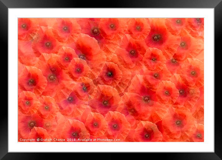 Poppy red Framed Mounted Print by Graham Chance
