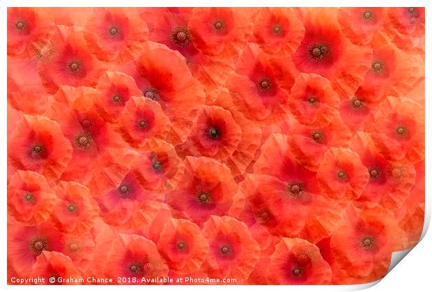 Poppy red Print by Graham Chance