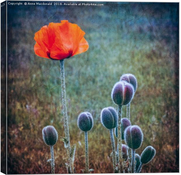 Red Poppy Standing Tall Canvas Print by Anne Macdonald