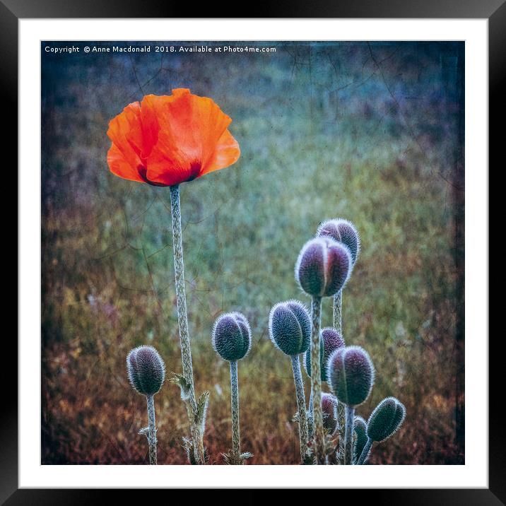 Red Poppy Standing Tall Framed Mounted Print by Anne Macdonald