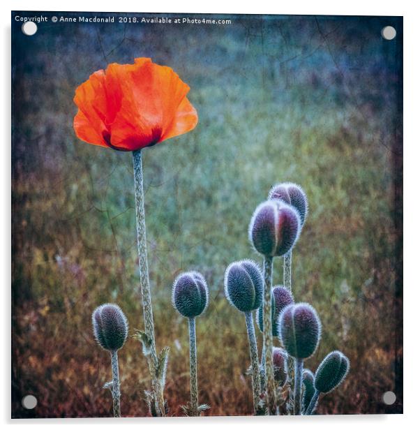 Red Poppy Standing Tall Acrylic by Anne Macdonald