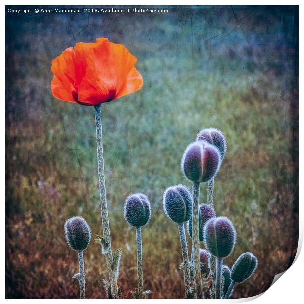 Red Poppy Standing Tall Print by Anne Macdonald