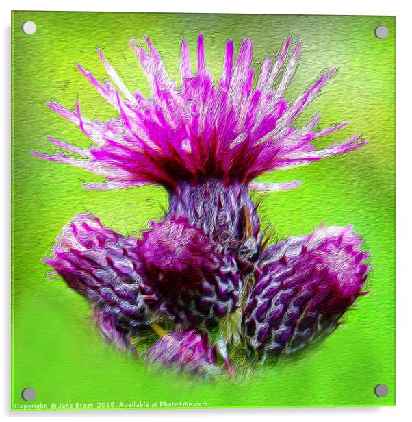 Majestic Scottish Thistle Acrylic by Jane Braat