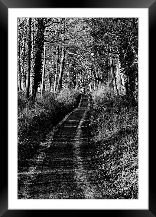 Forest Lane Framed Mounted Print by Tony Bates