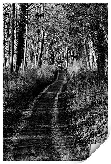 Forest Lane Print by Tony Bates