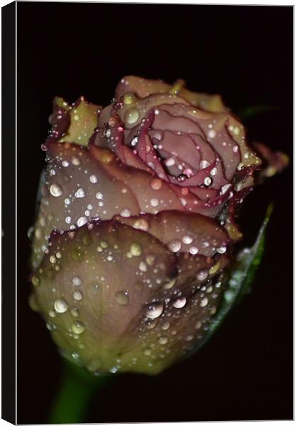 Rose Sparkle Canvas Print by Donna Collett
