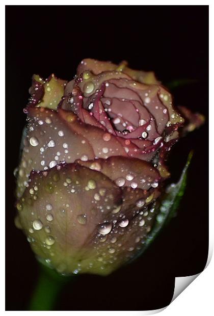 Rose Sparkle Print by Donna Collett