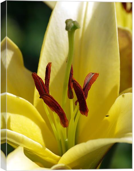 Lily Appeal Canvas Print by james sanderson