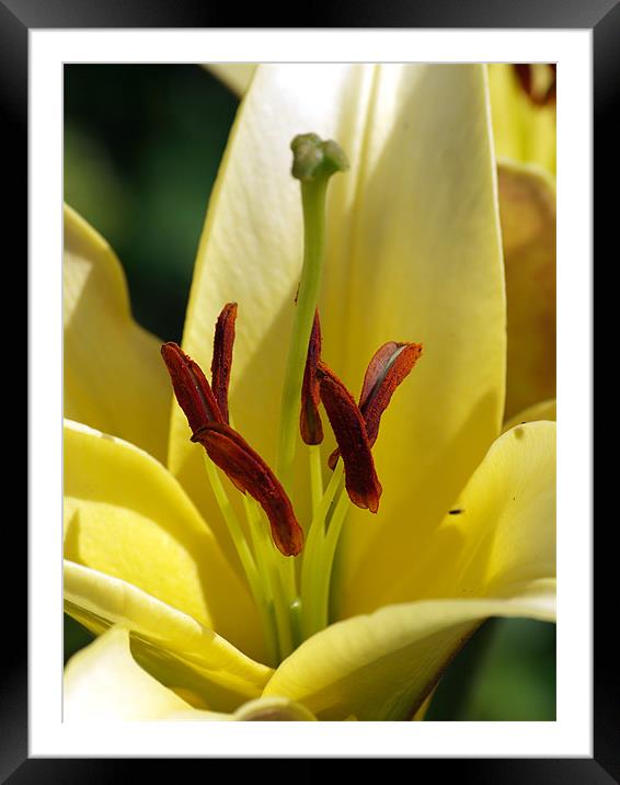 Lily Appeal Framed Mounted Print by james sanderson