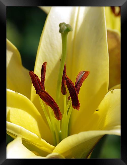 Lily Appeal Framed Print by james sanderson