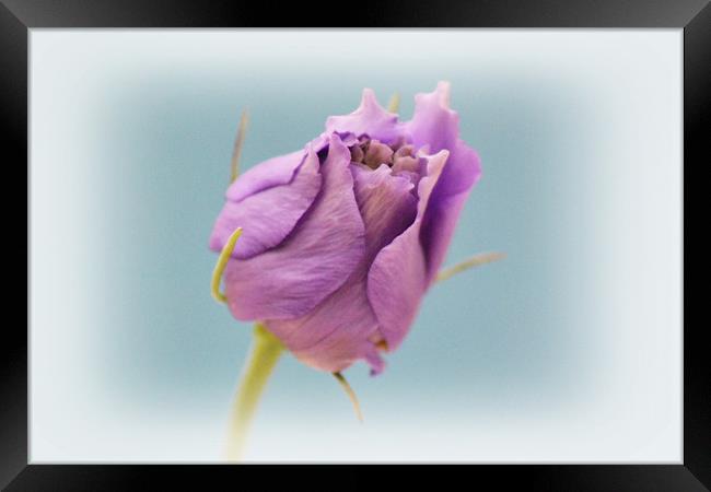 Lisianthus Framed Print by Donna Collett