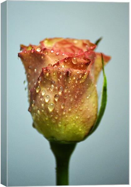 Water Rose Canvas Print by Donna Collett