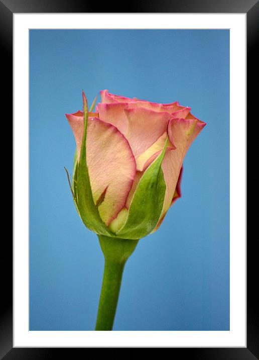 Rose - Hypnose Framed Mounted Print by Donna Collett