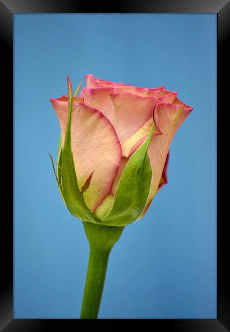 Rose - Hypnose Framed Print by Donna Collett