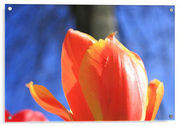 Tulip Acrylic by Nicola Clark