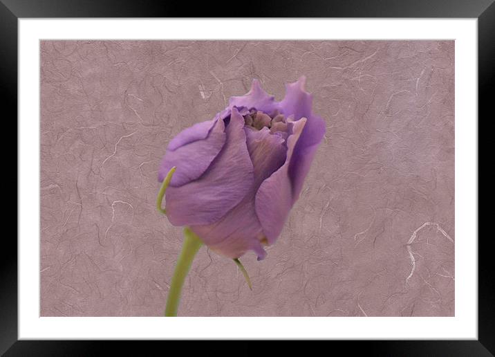 A soft touch Framed Mounted Print by Donna Collett