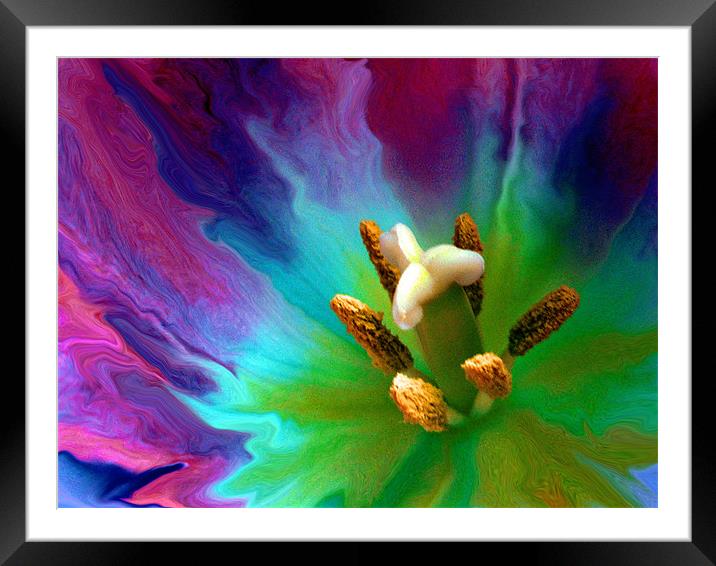 painted lily Framed Mounted Print by Heather Newton