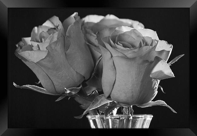 Black & White Rose Framed Print by Julie Speirs