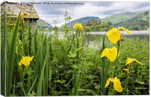 Iris Flowers by Grasmere Lake District Canvas Print by Pearl Bucknall