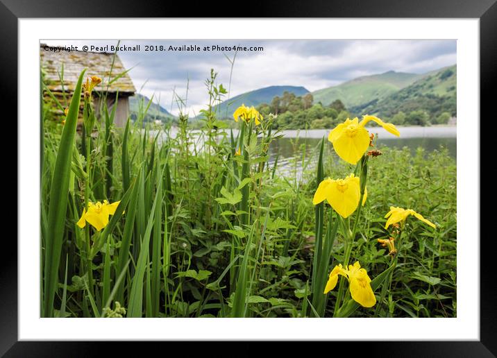 Iris Flowers by Grasmere Lake District Framed Mounted Print by Pearl Bucknall