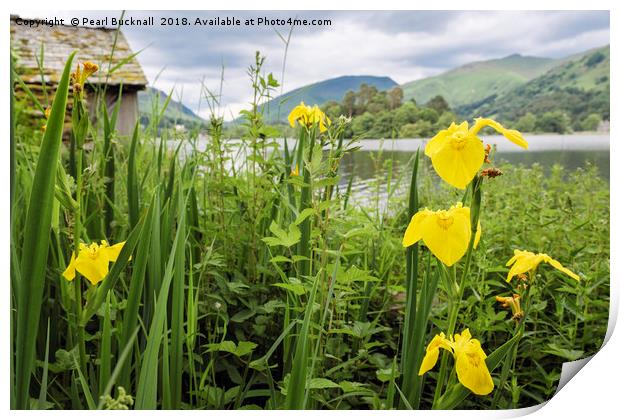 Iris Flowers by Grasmere Lake District Print by Pearl Bucknall