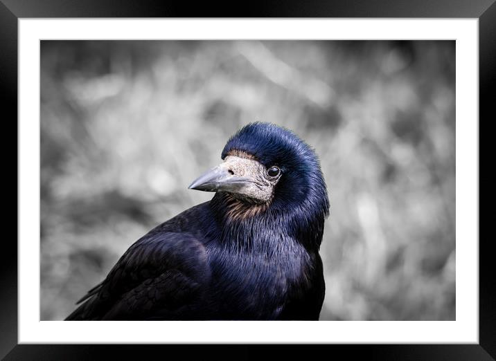 The Rook Portrait. Framed Mounted Print by Colin Allen