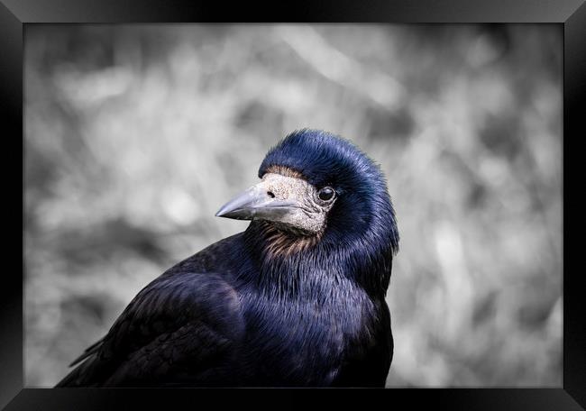 The Rook Portrait. Framed Print by Colin Allen