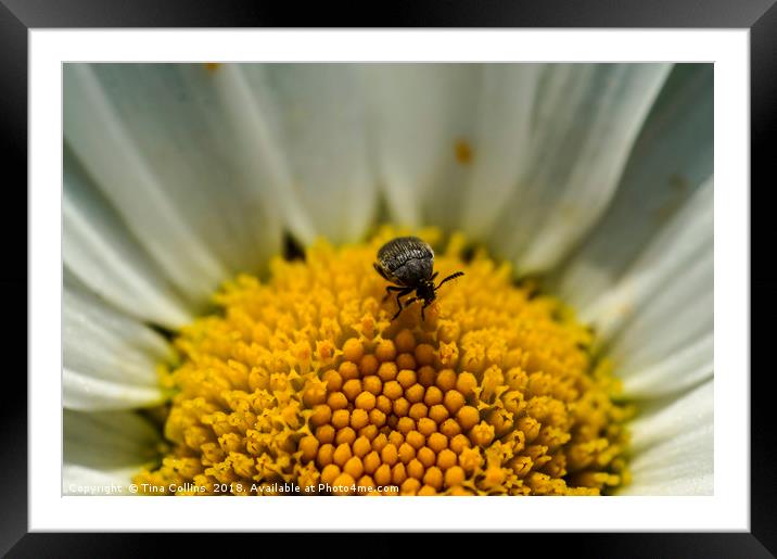 Tiny Black Bug on Daisy Framed Mounted Print by Tina Collins