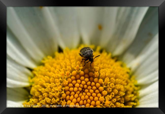 Tiny Black Bug on Daisy Framed Print by Tina Collins