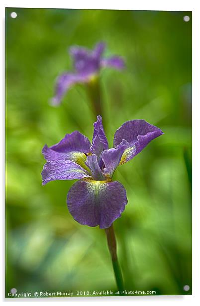 Siberian Iris Acrylic by Robert Murray