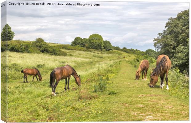 Cissbury Ring Ponies Canvas Print by Len Brook
