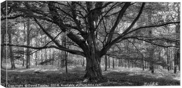 Ancient Beech Canvas Print by David Tinsley