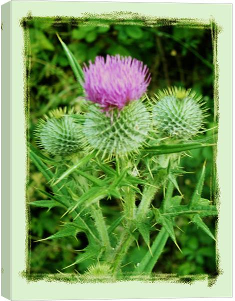 Thistle Do Canvas Print by Pauline Tomkinson