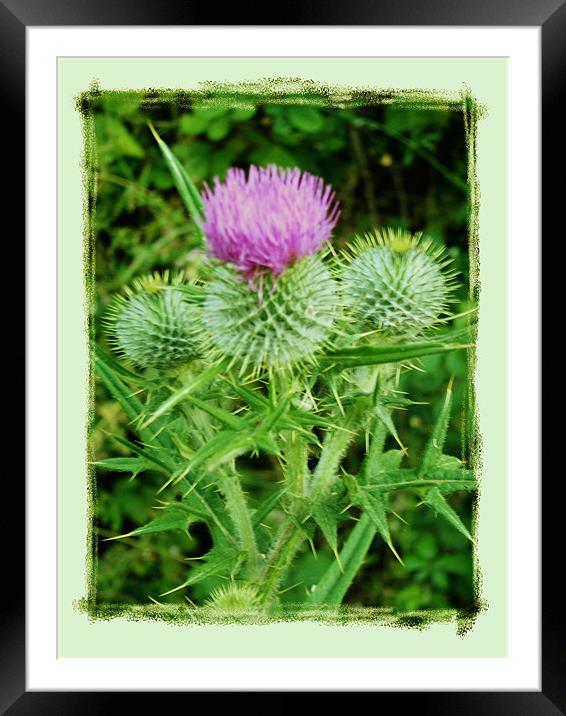 Thistle Do Framed Mounted Print by Pauline Tomkinson