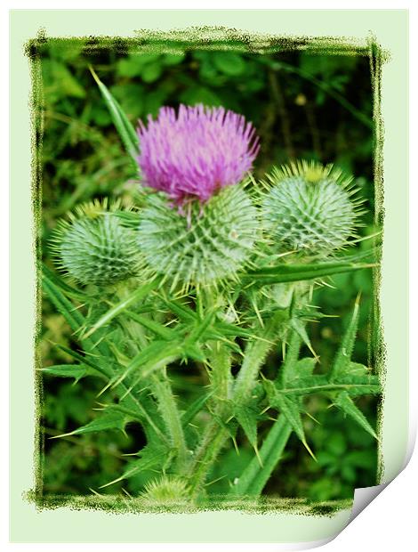 Thistle Do Print by Pauline Tomkinson