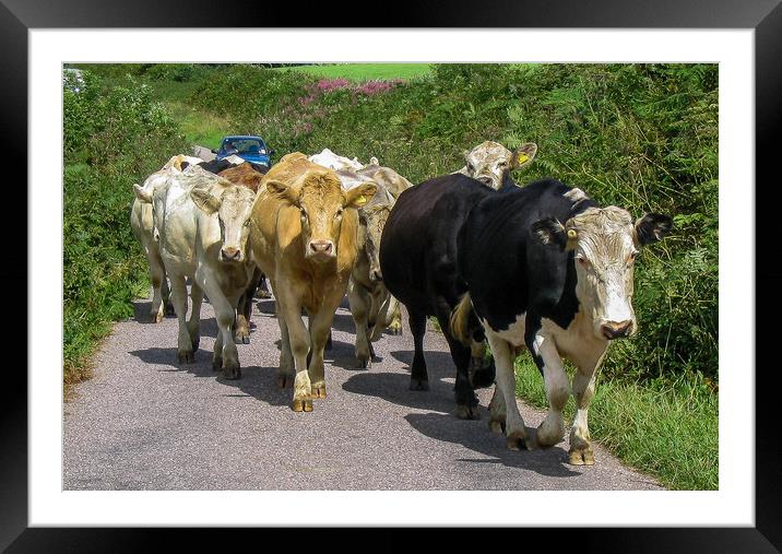 Exmoor Traffic Jam Framed Mounted Print by Mike Lanning