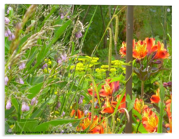 Alstroemeria - Peruvian Lilies in a wild garden Acrylic by Antoinette B