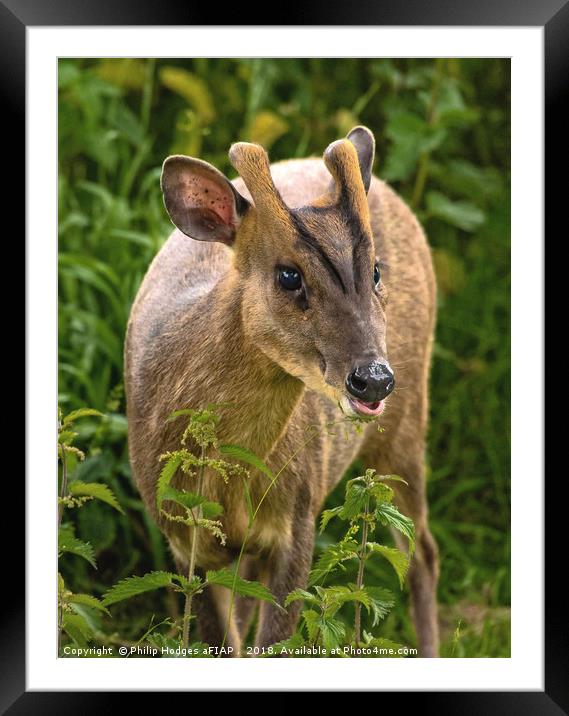 Muntjac Deer Framed Mounted Print by Philip Hodges aFIAP ,